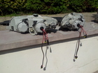 Xenonid paigas