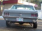 stang2