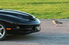 auto vs kajakas... kes jb peale